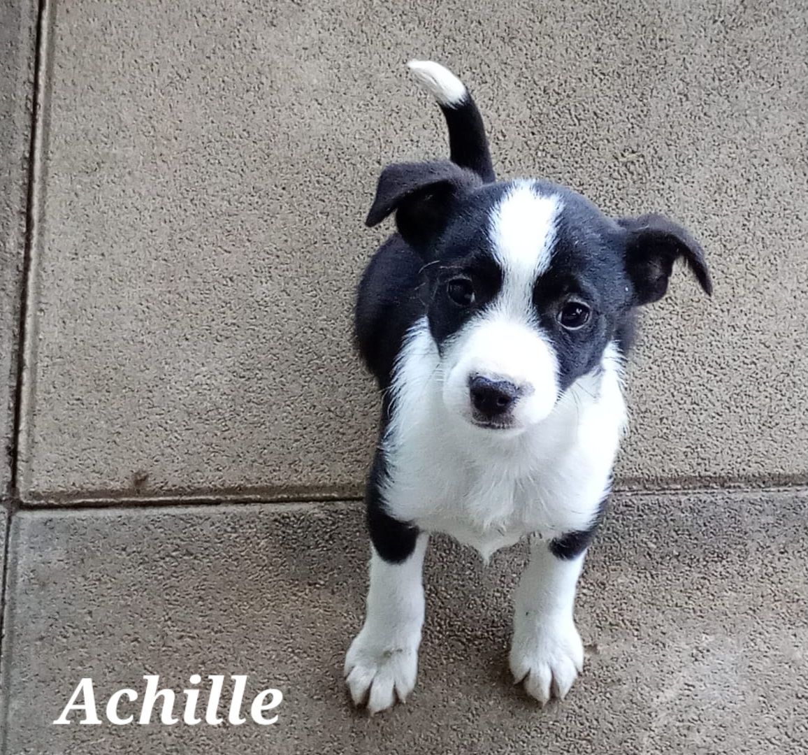 Achille