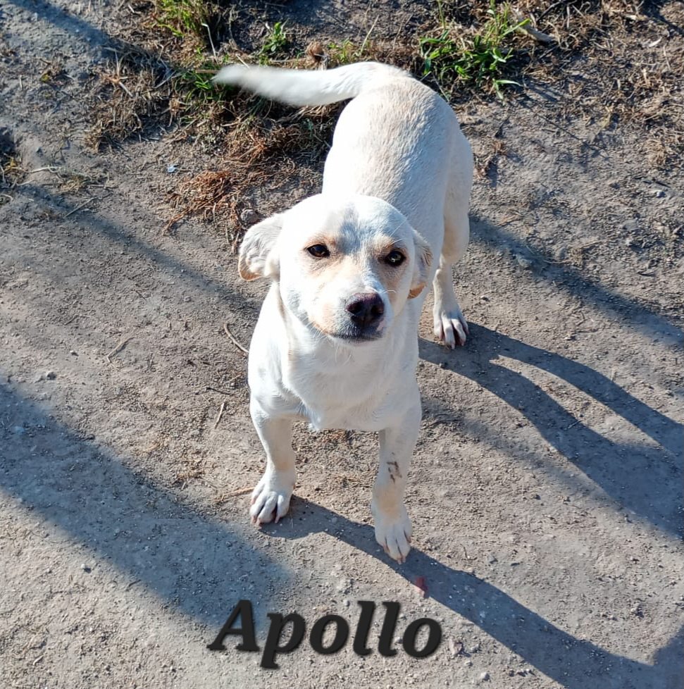 Apollo