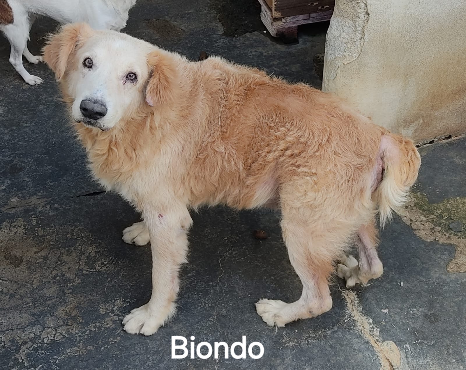 Biondo
