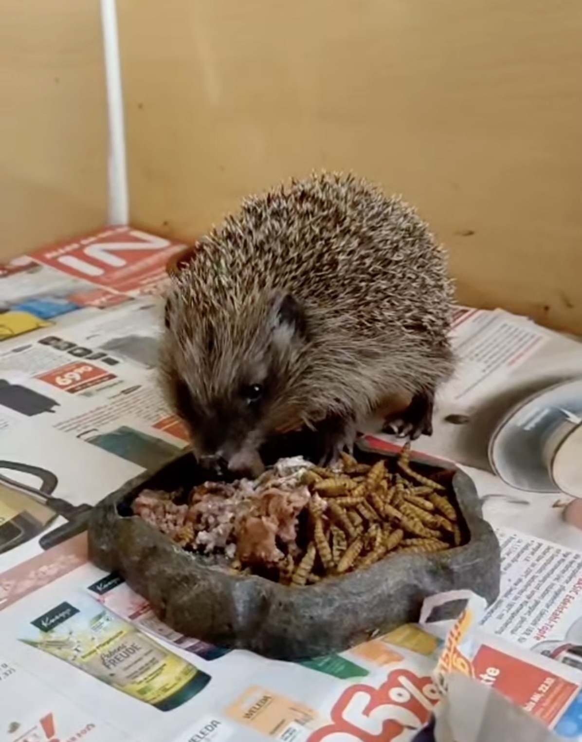 Die igel brauchen uns und wir euch
