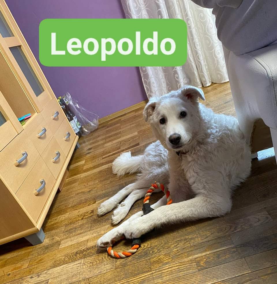 Leopoldo