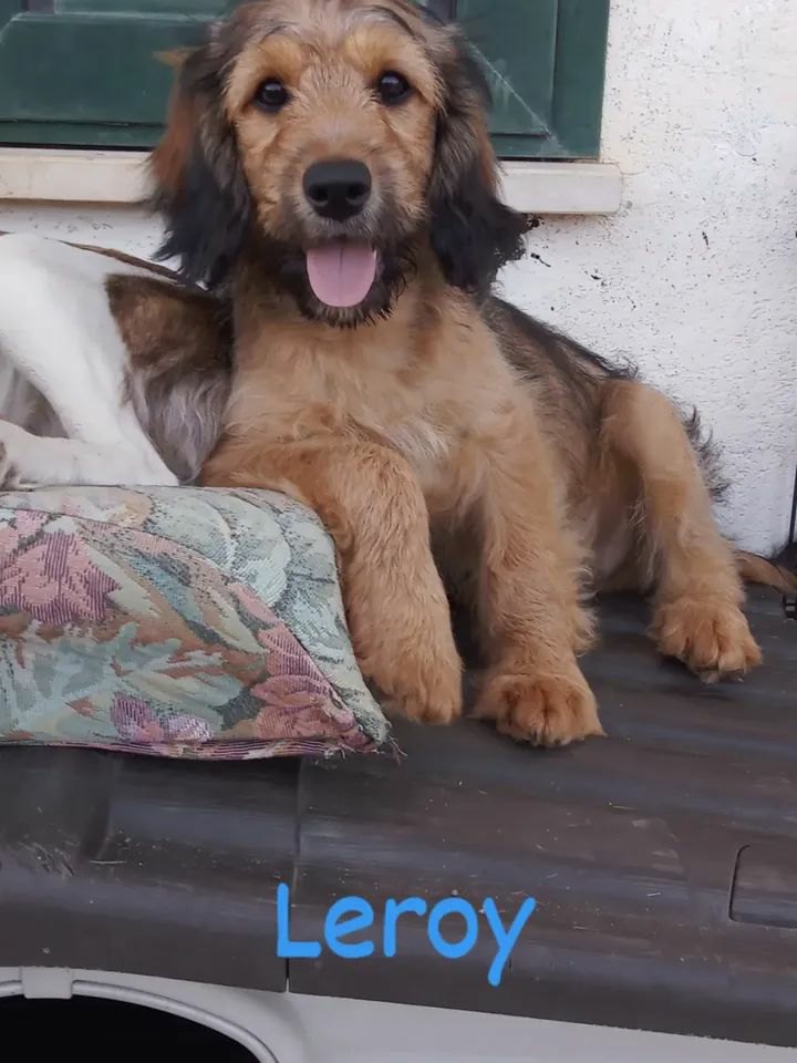 Leroy