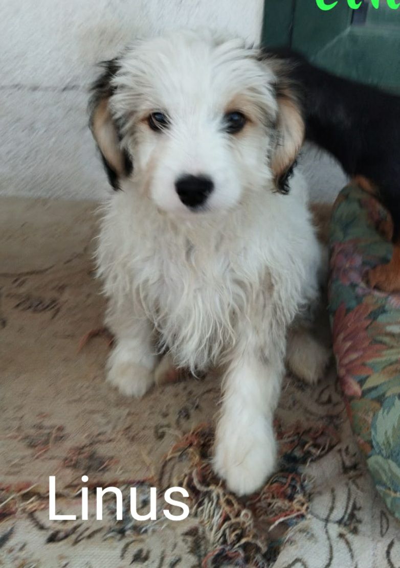 Linus