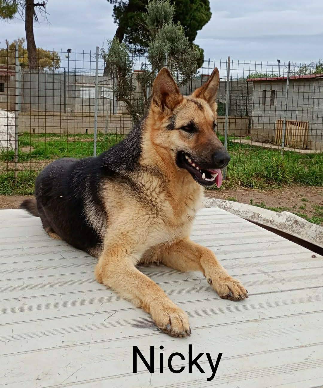 Nicky
