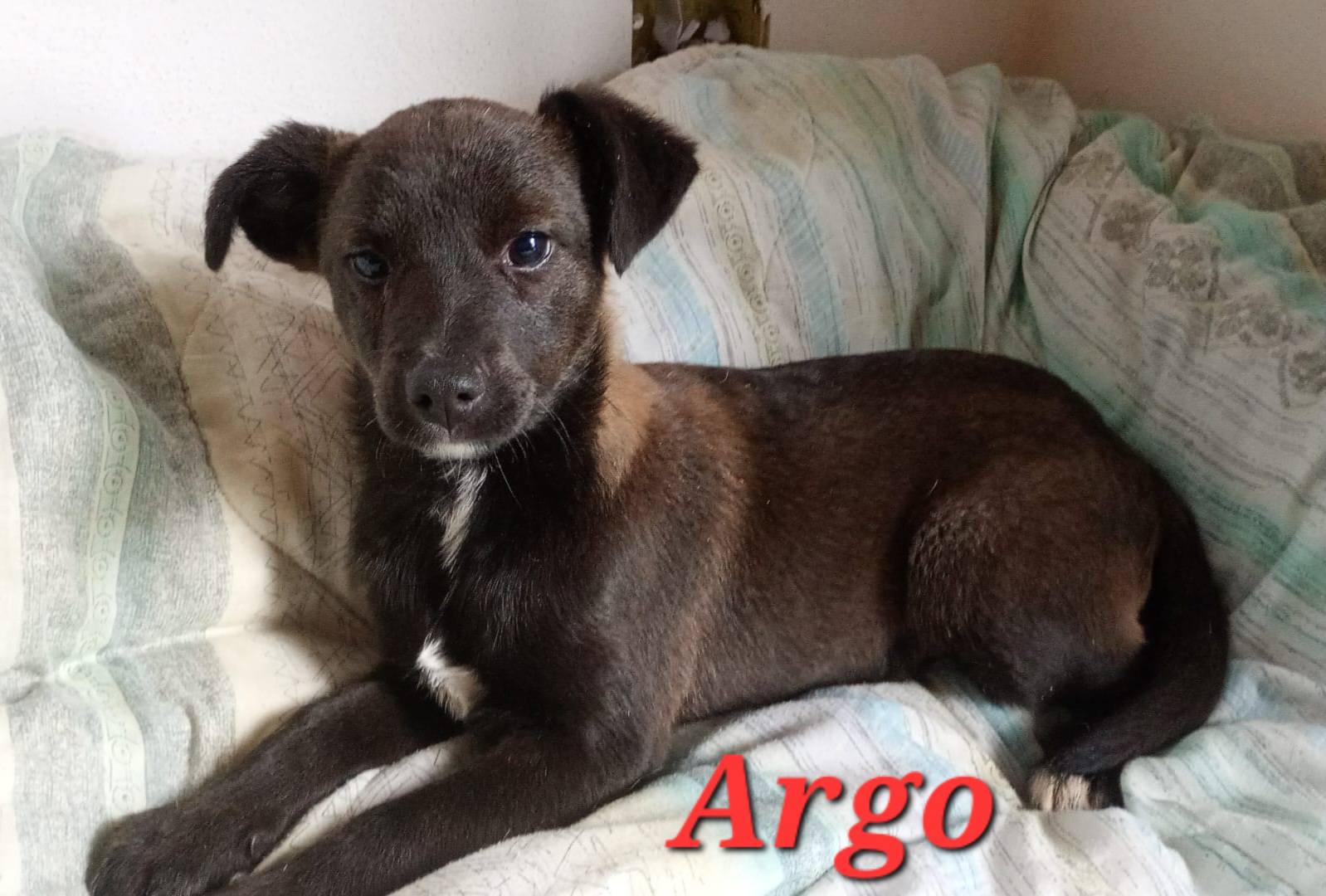 Argo